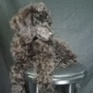 Meet your Posher, Ariel